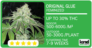 Exploring the World of Weed Seeds Ohio